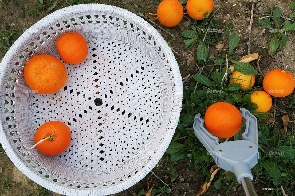Picking oranges off the ground