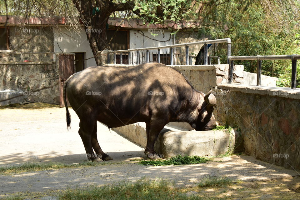 forest buffalo take breakfast in zoo