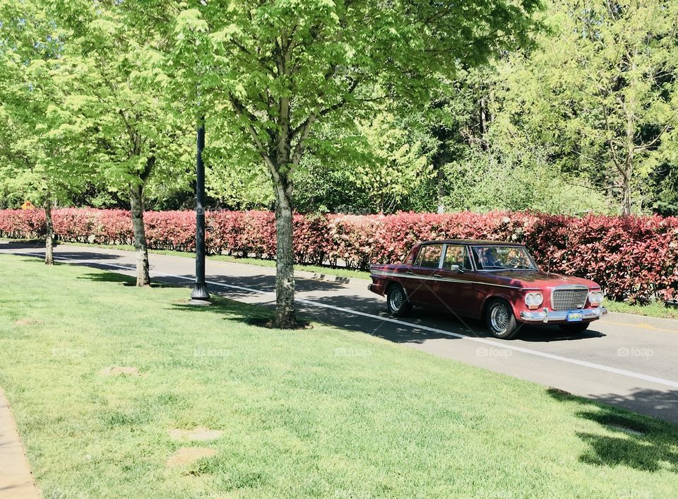 Taken back in time: vintage car on a tree lined street