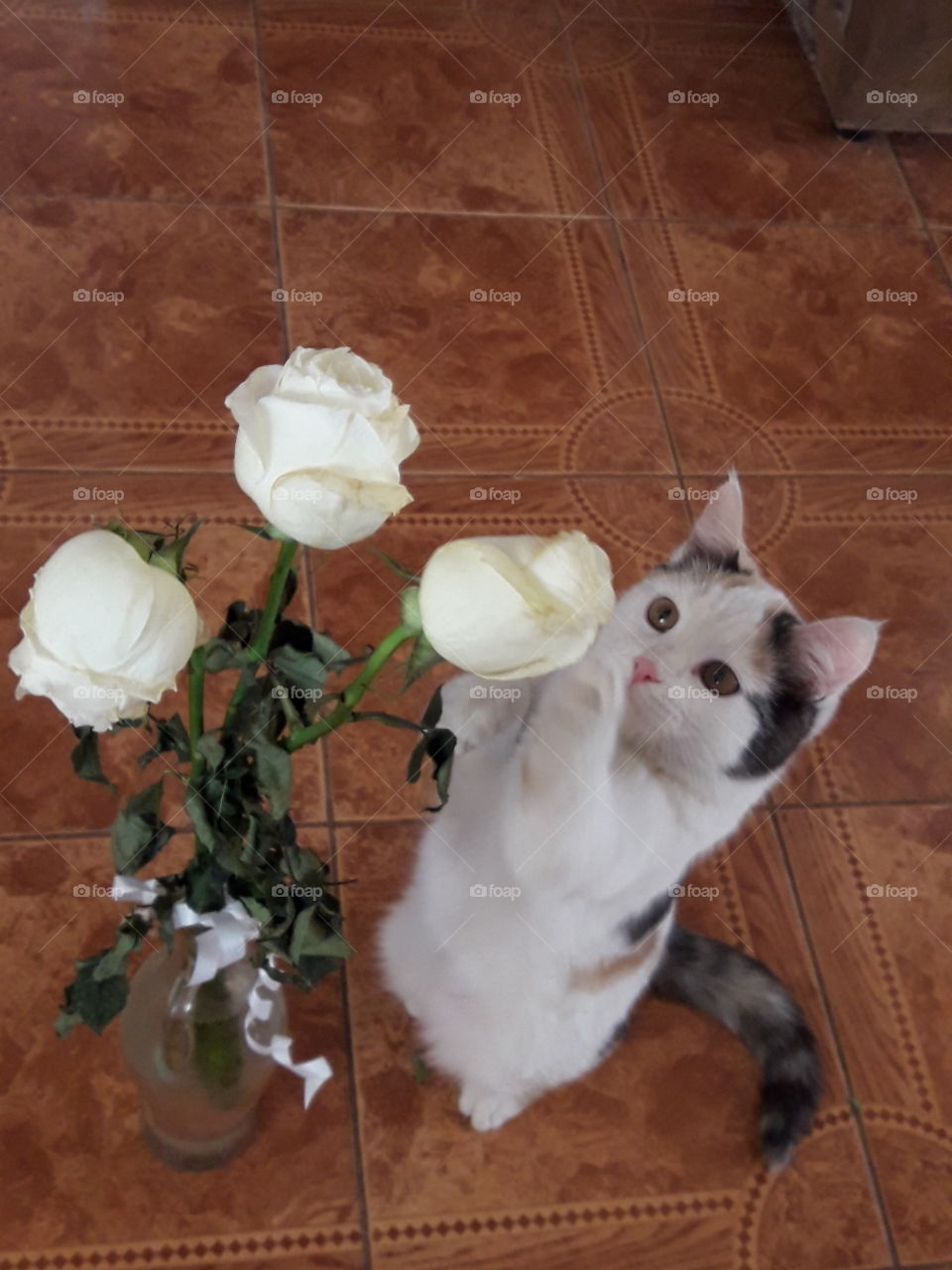 #кошка #Маша и #розы