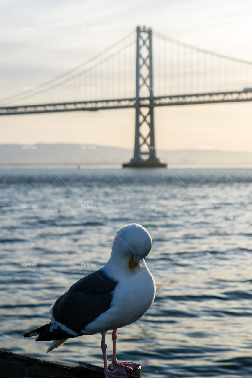 Bay Bridge Seagull