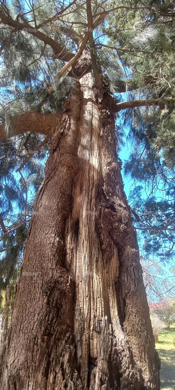 big tree from underneath angle