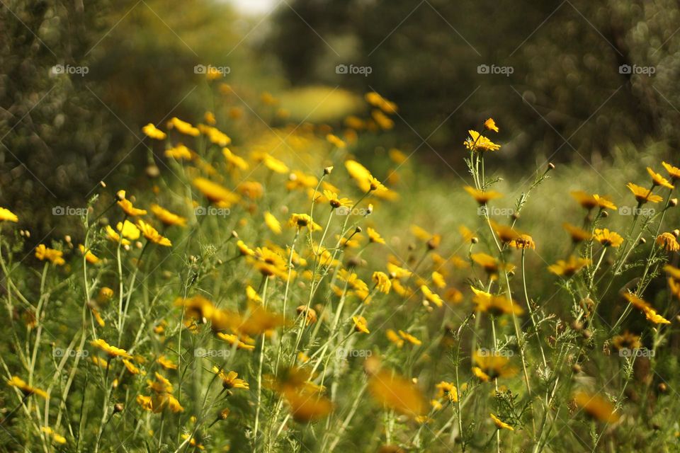 A chrysanthemum’s field blossom at springtime 
