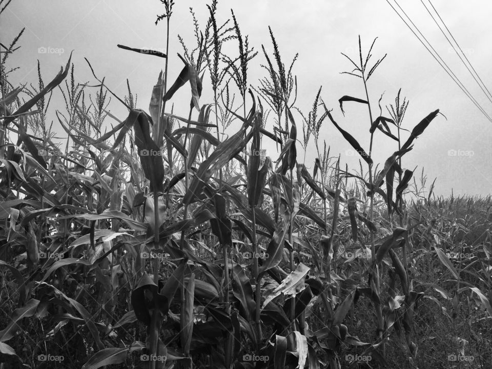 Corn crop 