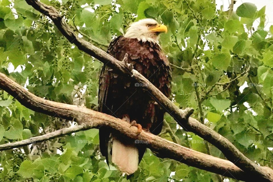 A adult bald eagle sits perched in a tree as it keeps a vigilant eye out for its next meal