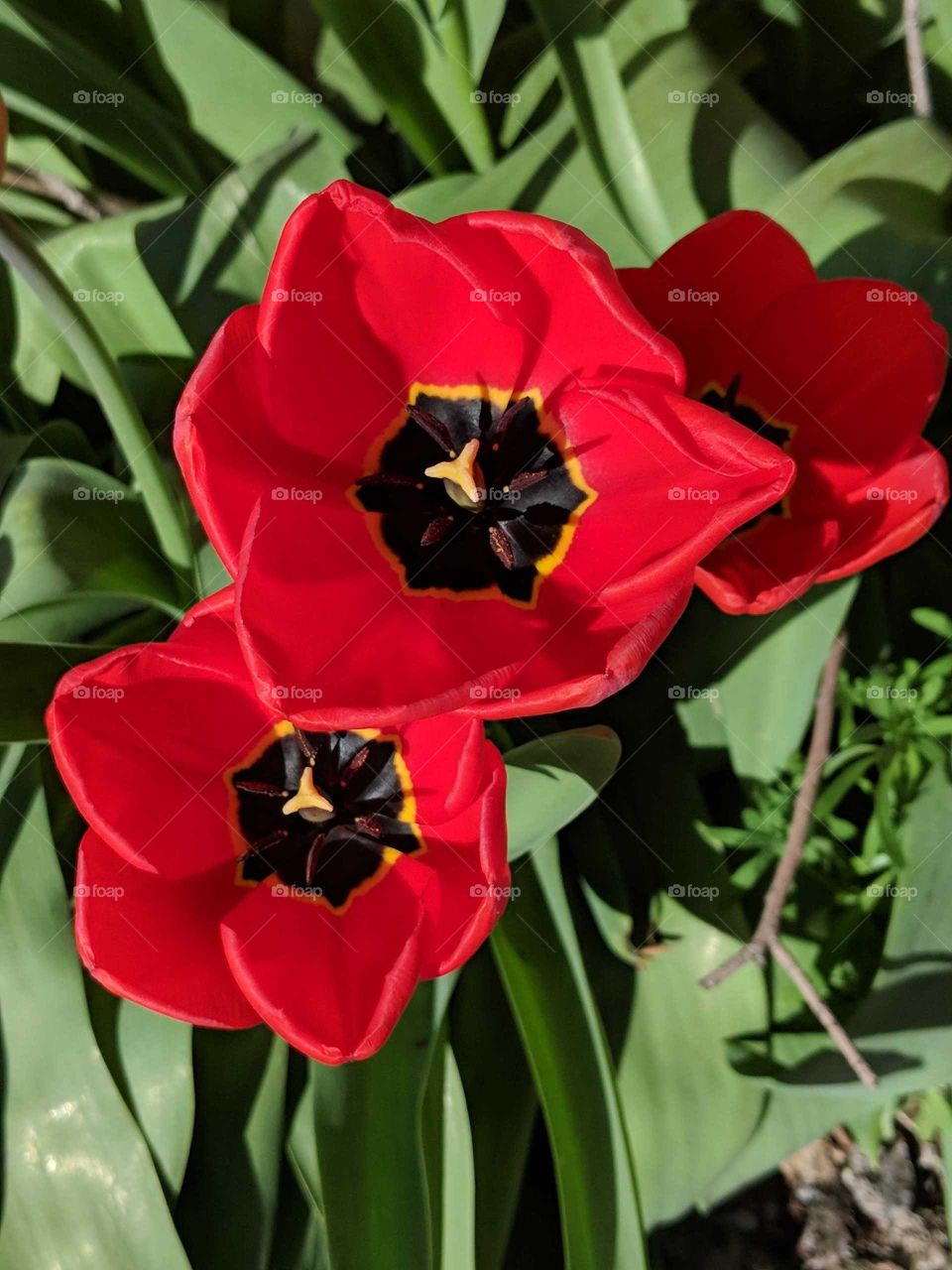 open red tulips with black center