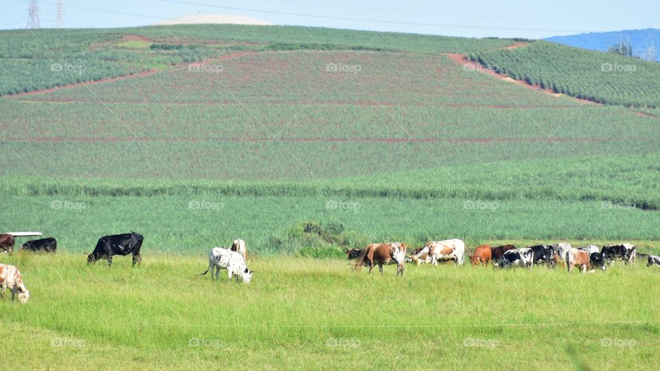 Grazing Cattle