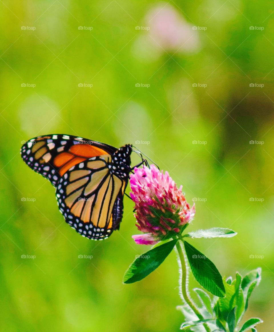 Butterflies Fly Away - monarch butterfly on a red clover blossom
