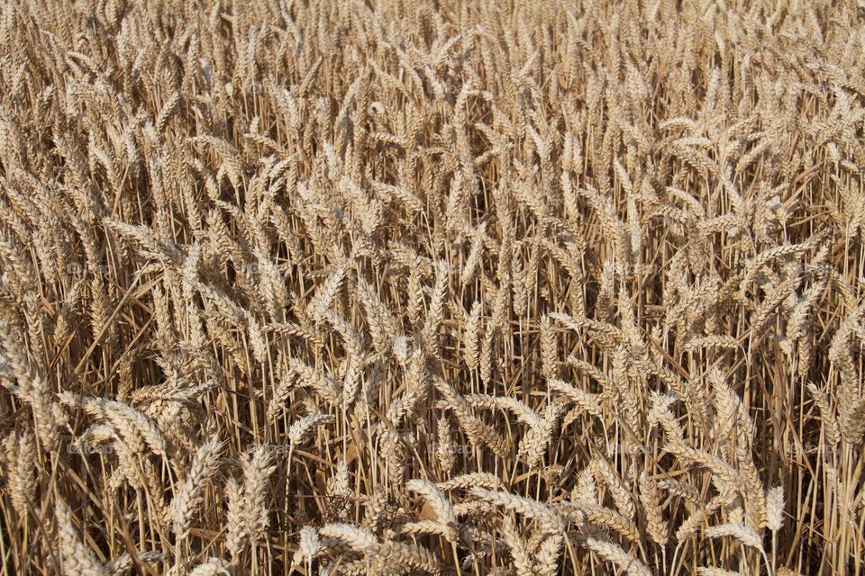 Full frame of wheat fields