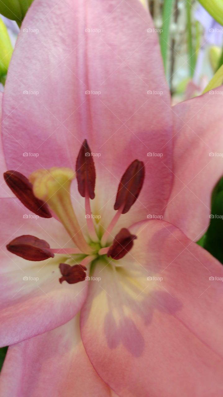 pink lily pollen
