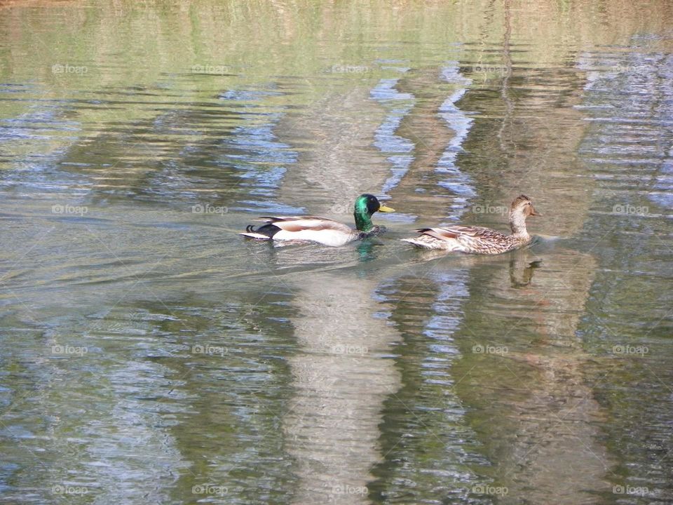 A pair of playful ducks, in a small pond in Medicine Hat, Alberta, Canada 
