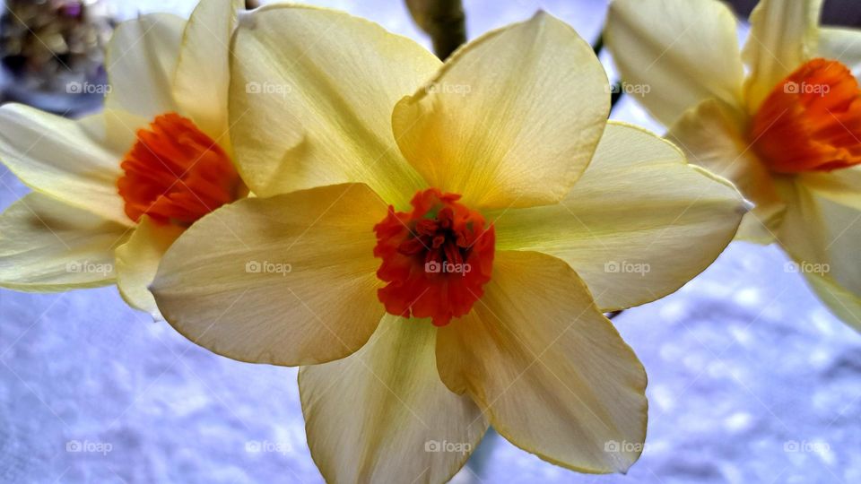 daffodils with orange centres