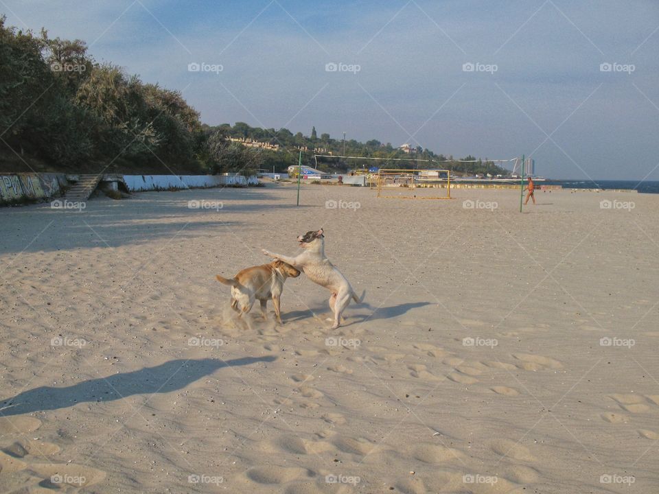 dogs in the sand near the sea собаки на песке у моря