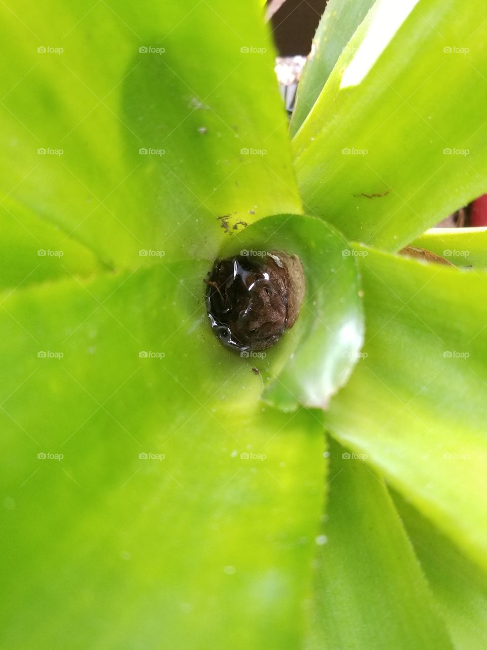 frog in bromeliad