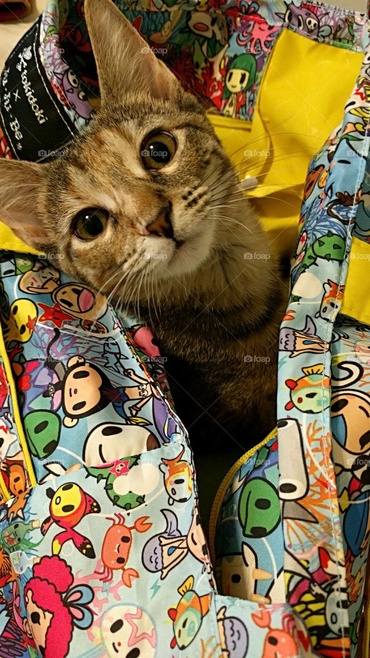 Cute cat in the bag