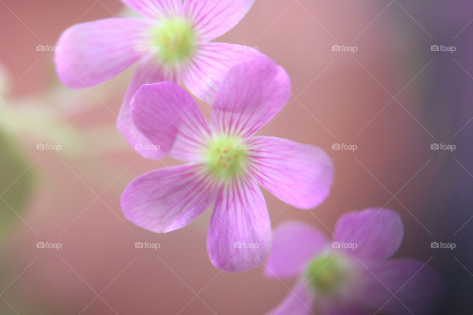 Three clover flowers 