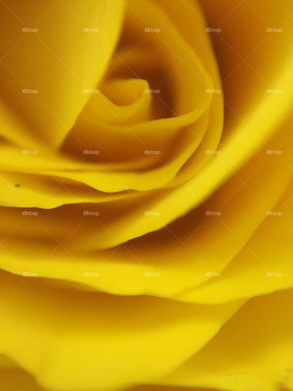 Yellow Rose Close Up 