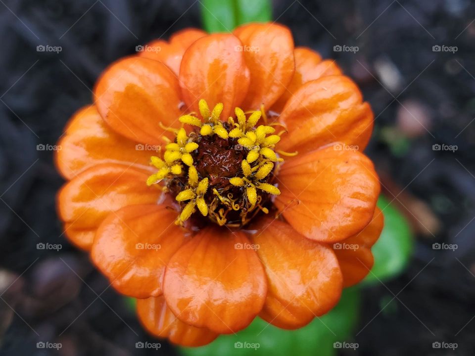 An orange zinnia after a rain!