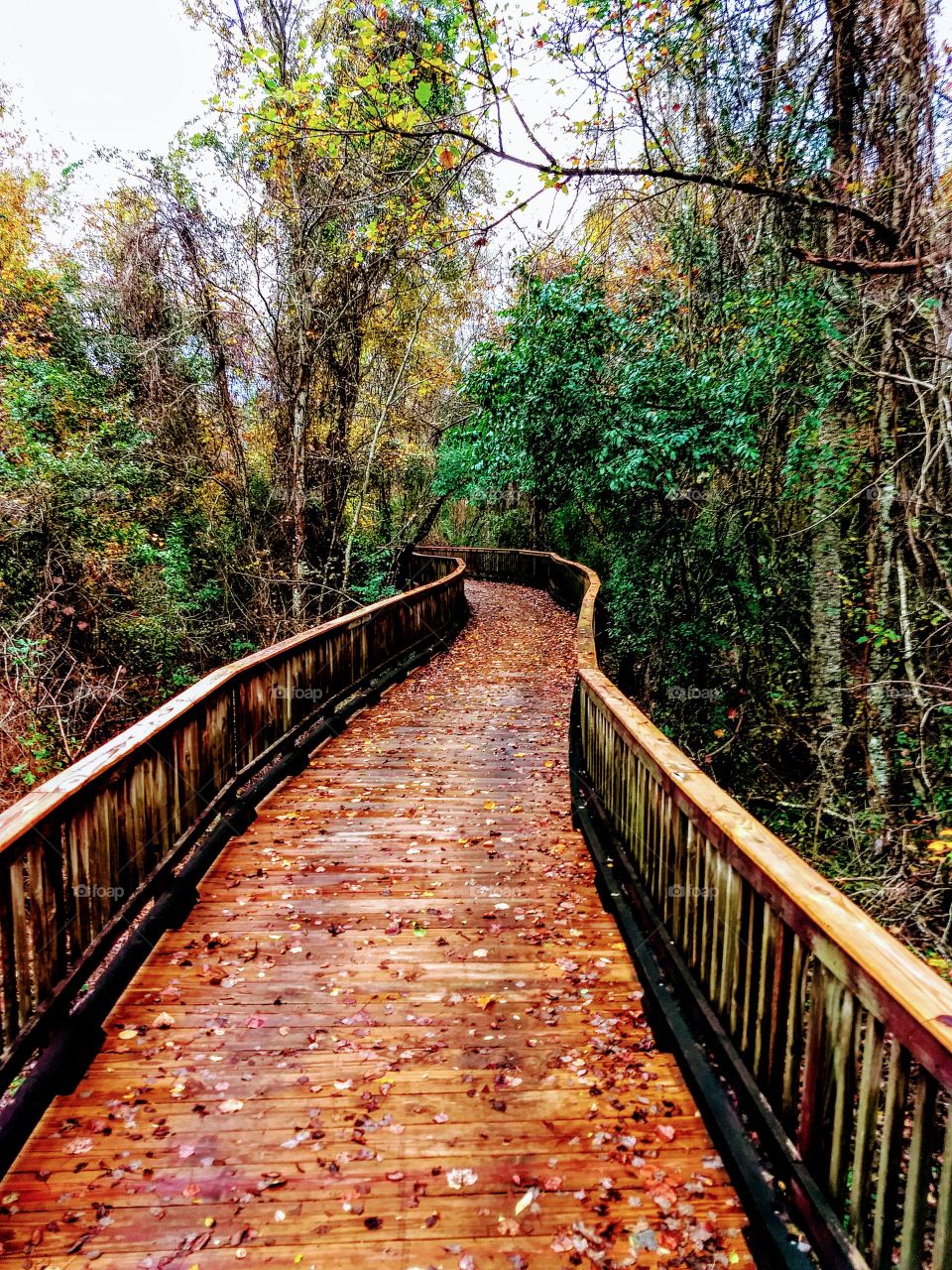 pathway, boardwalk, fall, leaves, trail, outdoors