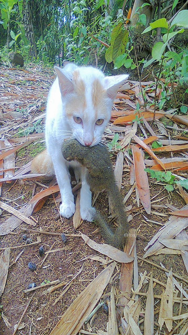 Cats catch squirrels