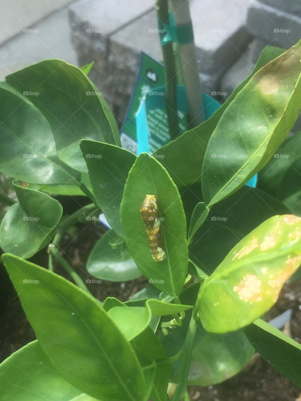 Swallowtail caterpillar 