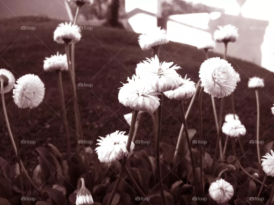 flowers1