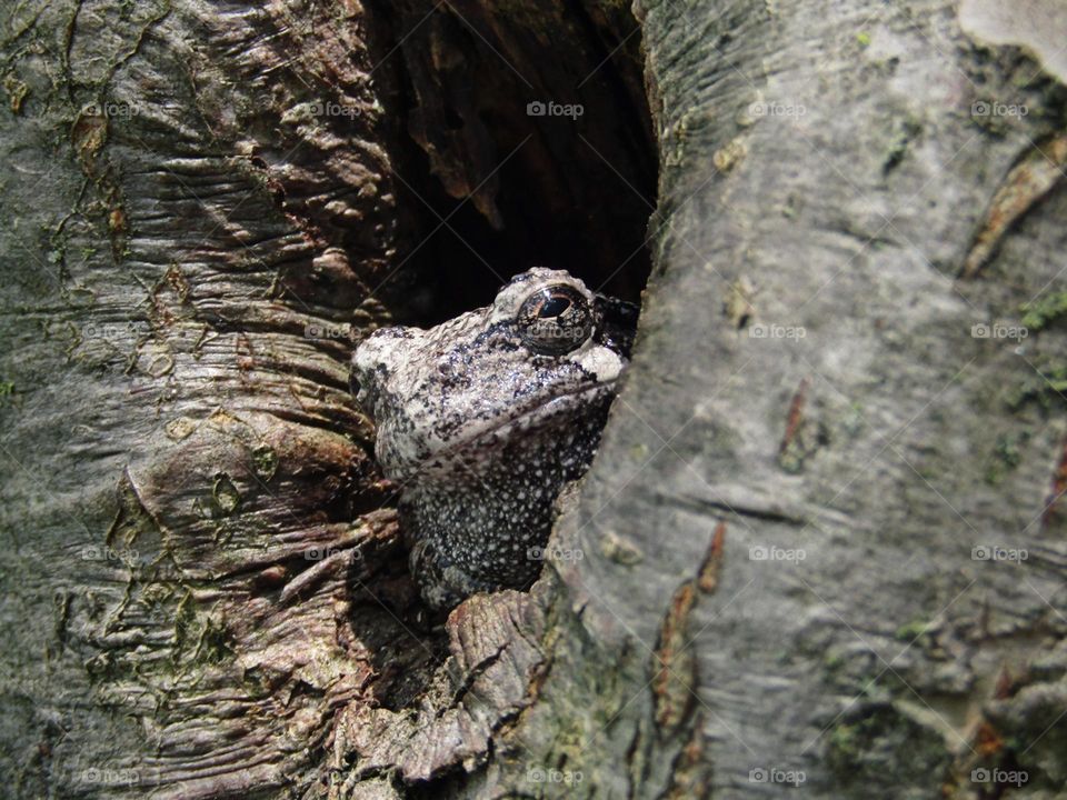 A gray tree frog peers out from a crabapple tree. 