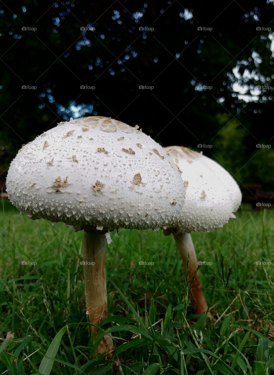 toad stool