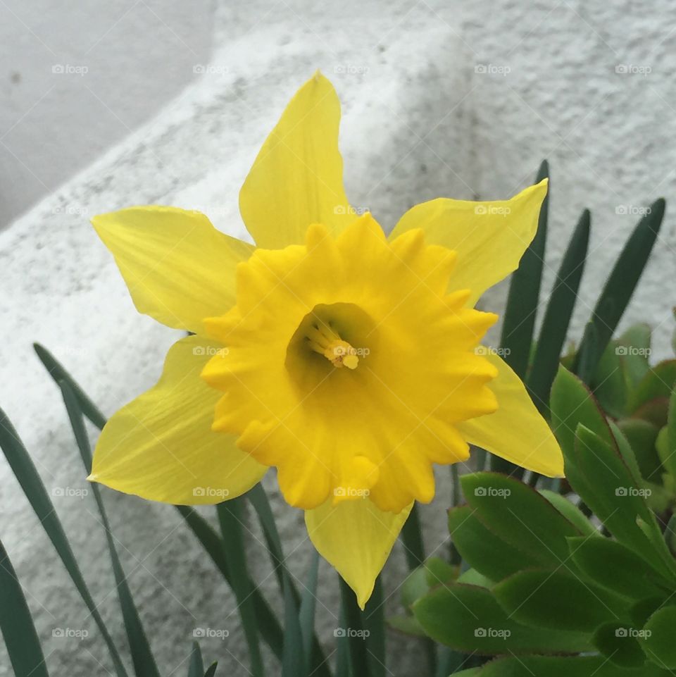 Dutch Master daffodil