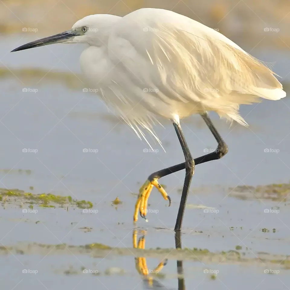 bird in river
