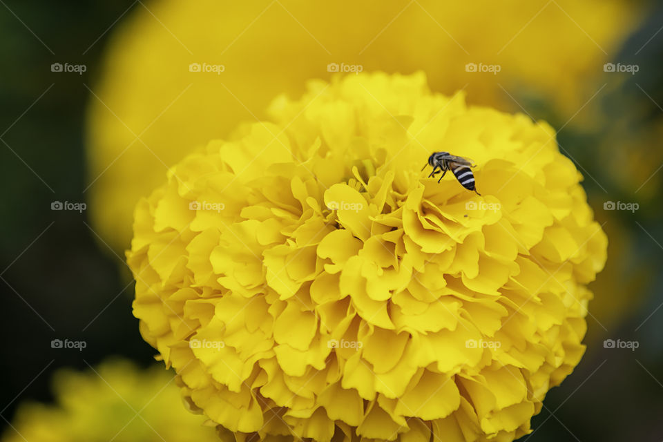 Bee on Yellow Marigold  flowers or Tagetes erecta in garden.