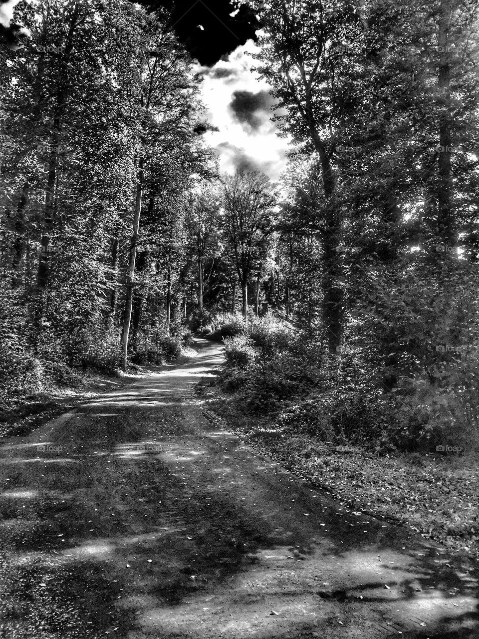 Black and white forest