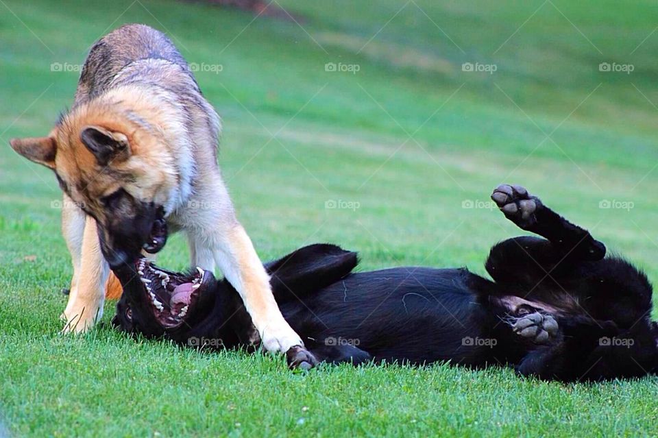 Wrestling pups