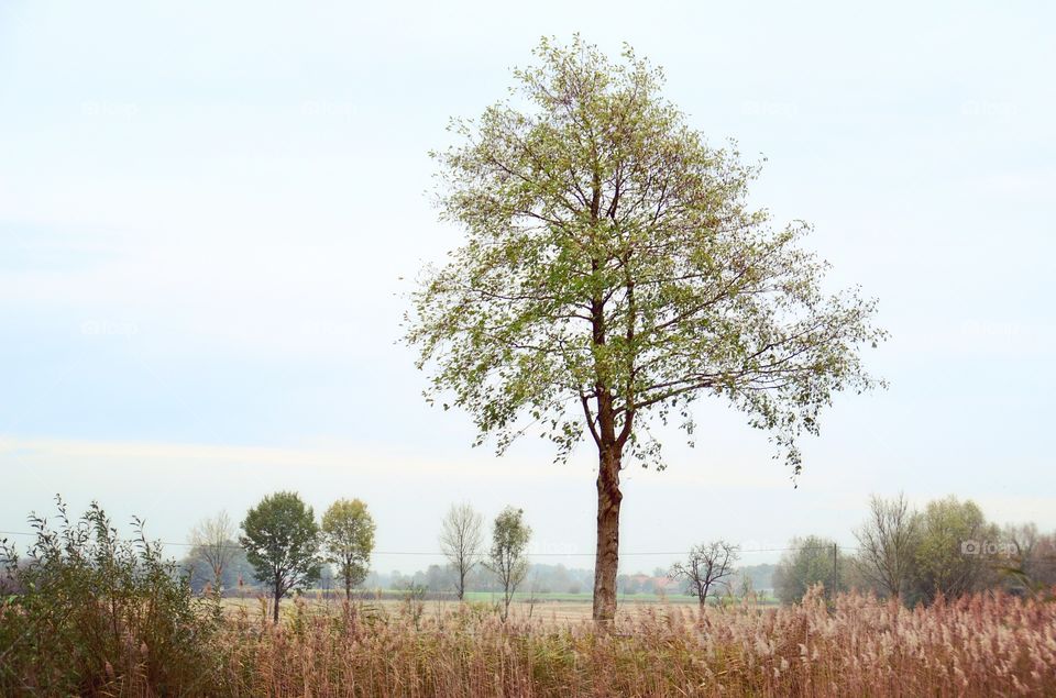To the tree! Future outlook 