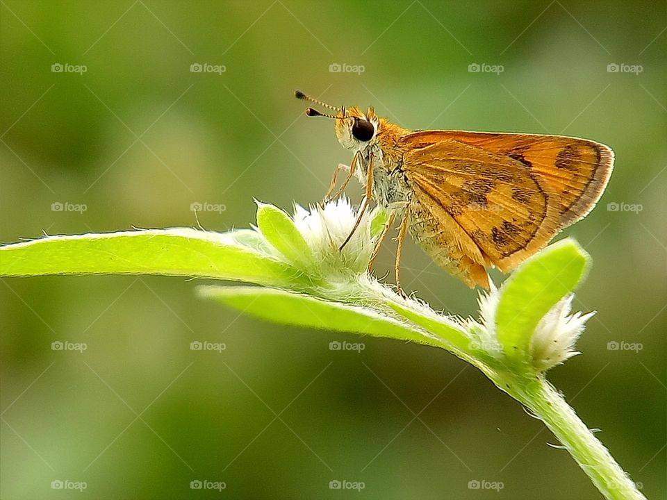 Skipper Butterfly on the wild flower. insect, skipper, nature, close up, macro, depth of field