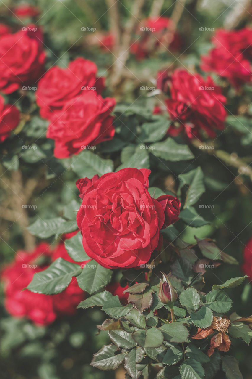 Wild Rose in full bloom