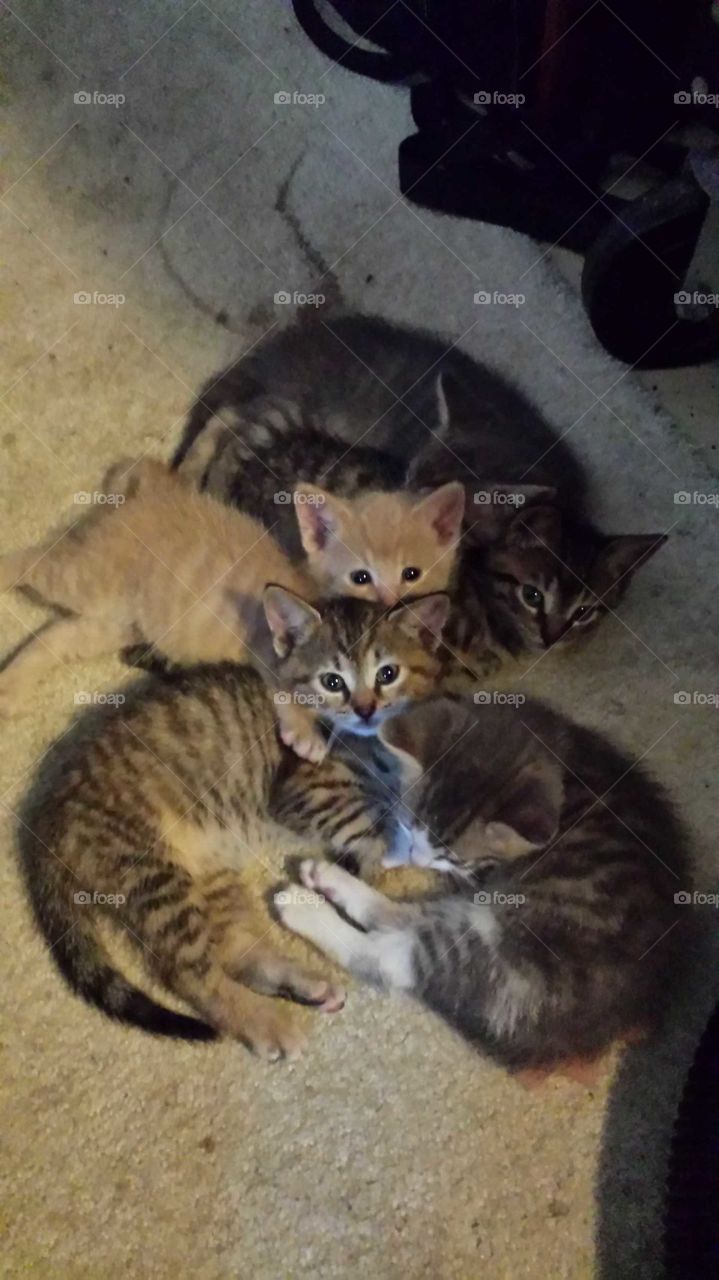 kitten's