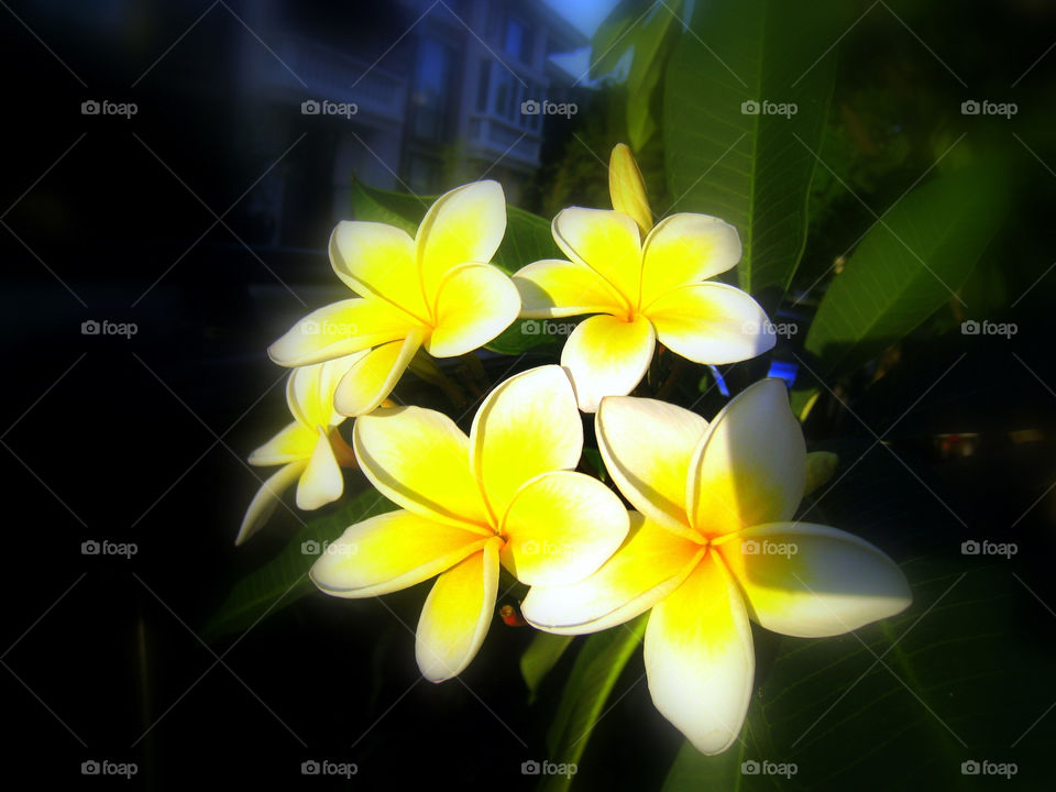 flowers yellow white china by mengzishiliu