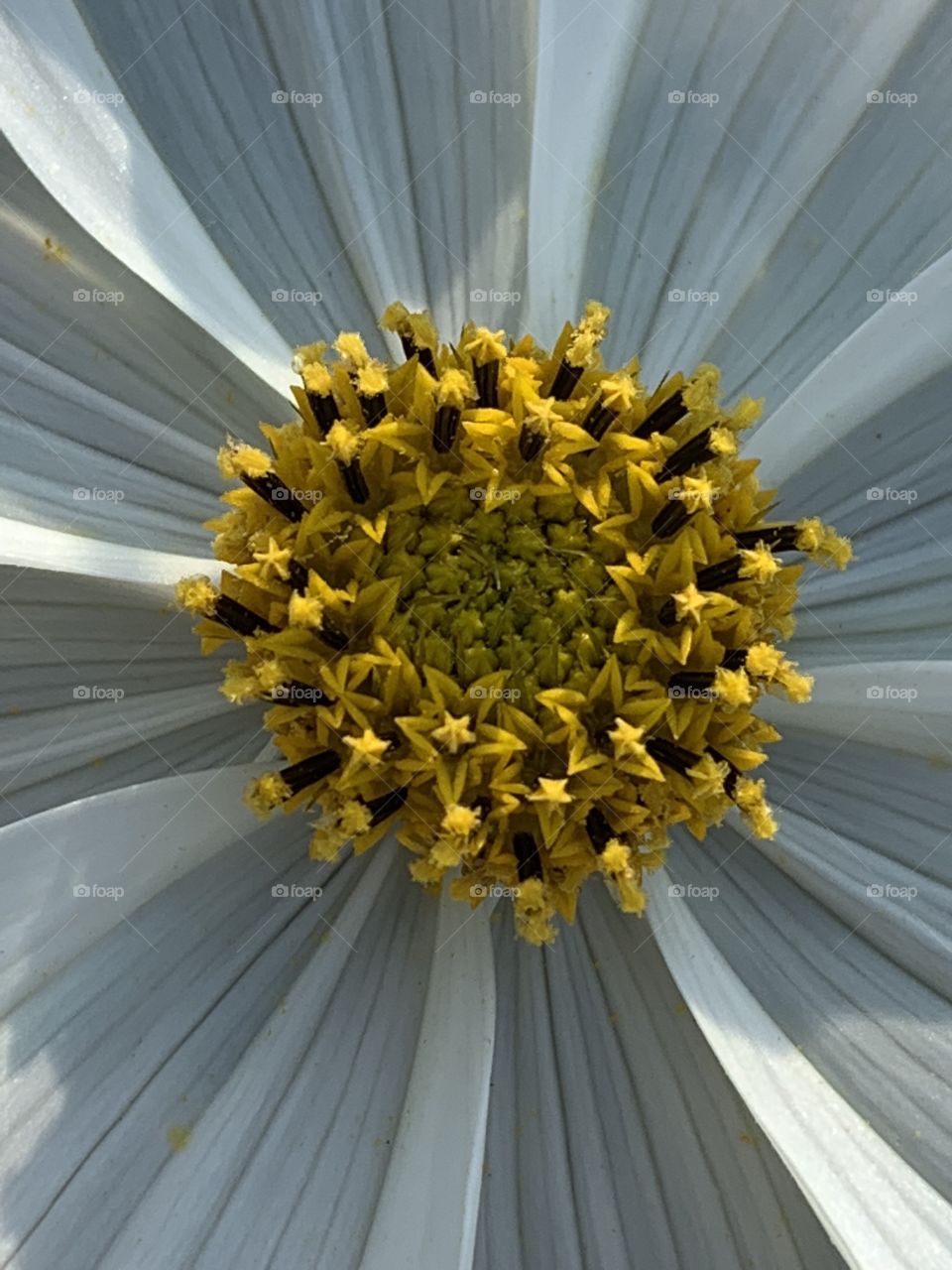 Inside of the flower