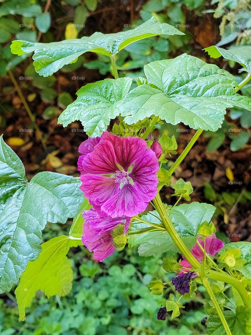 I spotted this pink popping from the green, it was like polka-dot of color as you walk.