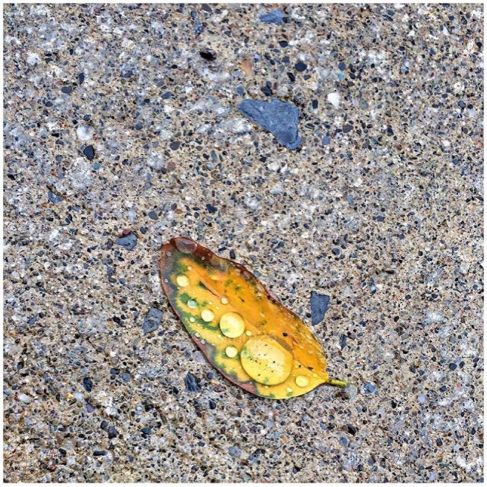Wet leaf  on pavement 