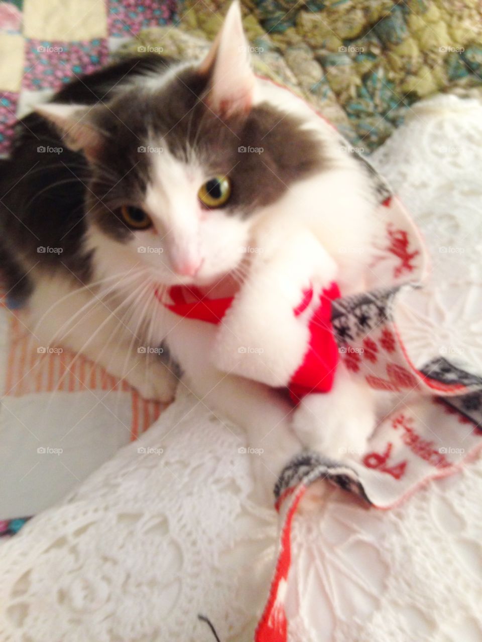 Sophie my sweet Christmas kitty with her own scarf