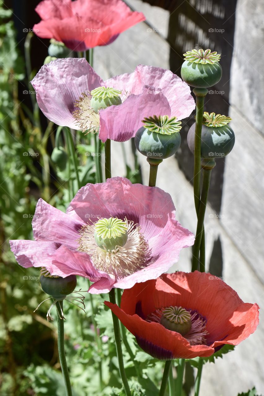 Papaver somniferum