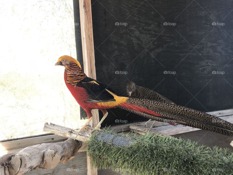 Chinese golden pheasant at the shelter