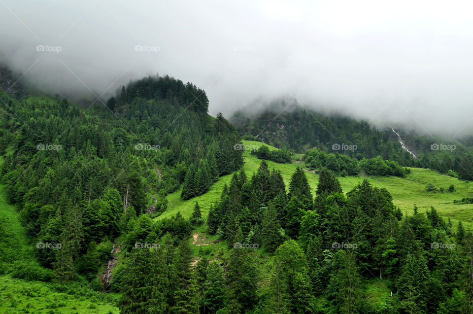 Alps forest