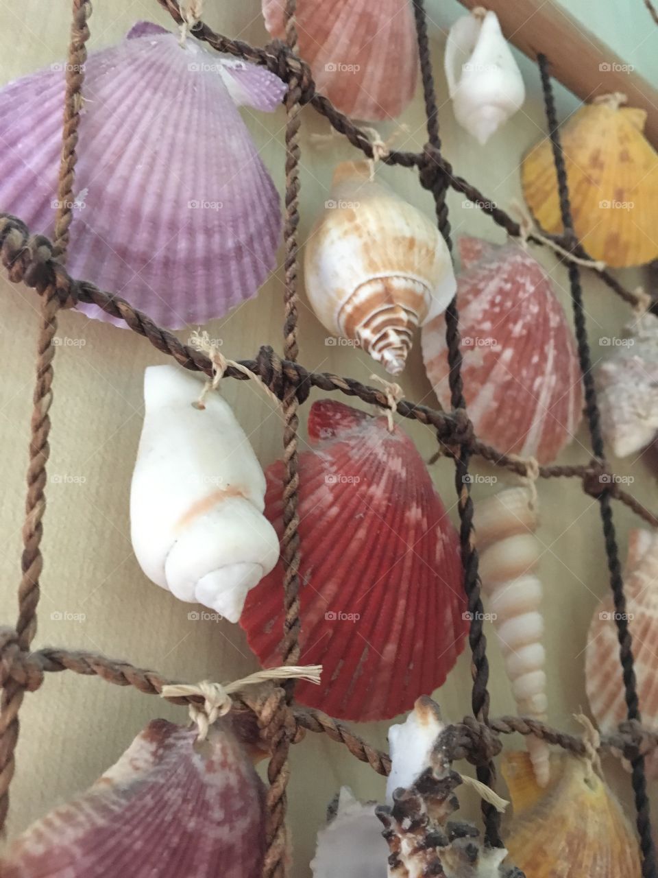 Close up view of seashells in a variety of colours and shapes on a wall hanging 