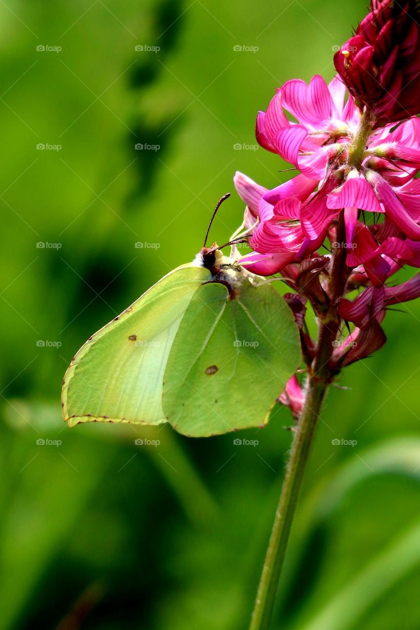 greenbutterfly