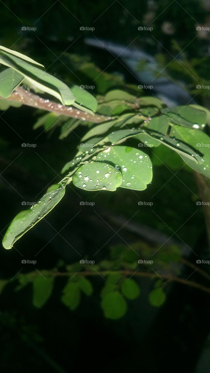 Raindrop on leaves
