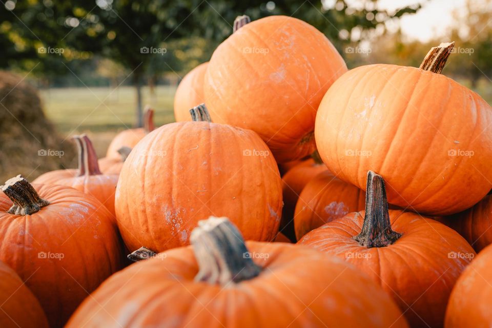 Halloween pumpkins 