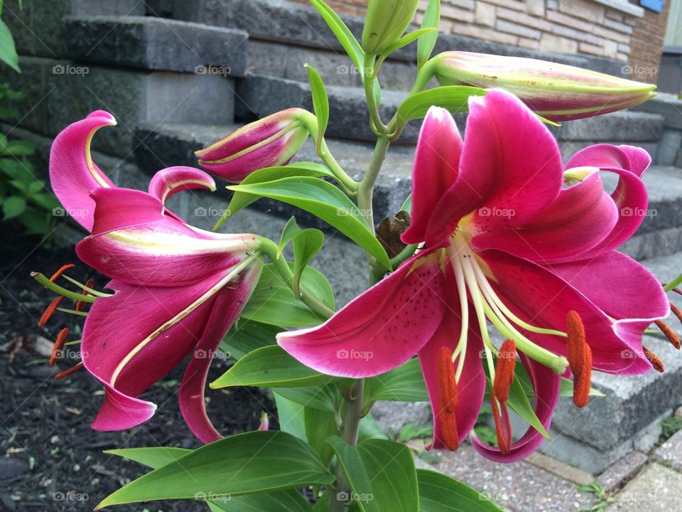 Asiatic lilies
